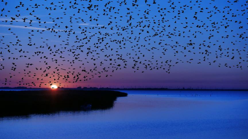 © Manfred Polansky Tausende Stare verlassen bei Sonnenaufgang gleichzeitig ihre Schlafplätze im Schilfgürtel des Neusiedlersees und fliegen zum Leidwesen der Weinbauern auf Futtersuche. (Manfred Polansky)