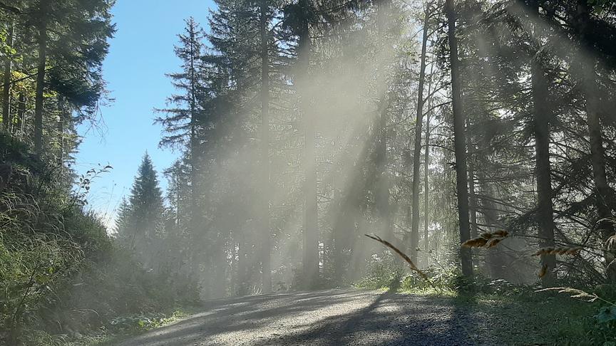 © Gertrude Rohrhofer Der Morgennebel lichtet sich, auf dem Weg zur Grabneralm. (Gertrude Rohrhofer)