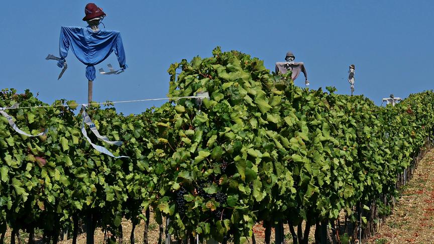 © Manfred Polansky Gut bewacht sind die saftigen Trauben in den Weinbergen nahe Jois (Burgenland). (Manfred Polansky)