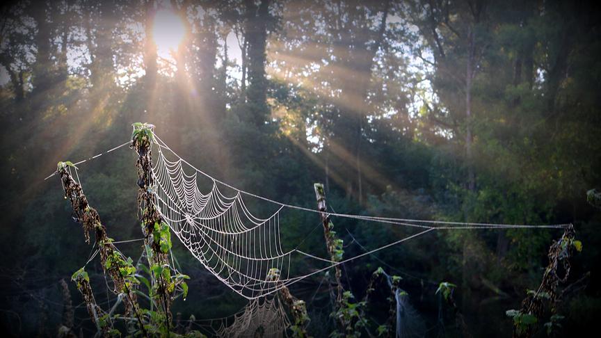 © Reinhard Weigel Mystisches Herbstnetz über der Enknach im Tal in Braunau am Inn mit Morgennebel und aufsteigender Sonne. (Reinhard Weigel)