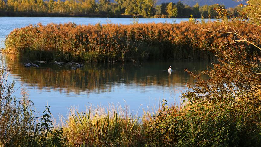 © Reinhard Weigel "Herbst-Ruhe": Der Herbst hat im Unteren Inn bei Ranshofen seinen Einzug gehalten, hier ein Bild der Ruhe zum Entspannen. (Reinhard Weigel)