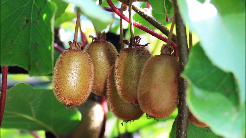 © Kurt Nöhmer Habe nicht schlecht geschaut in Althofen, als ich einen Strauch bzw. Baum mit Kiwi entdeckt habe. (Kurt Nöhmer)