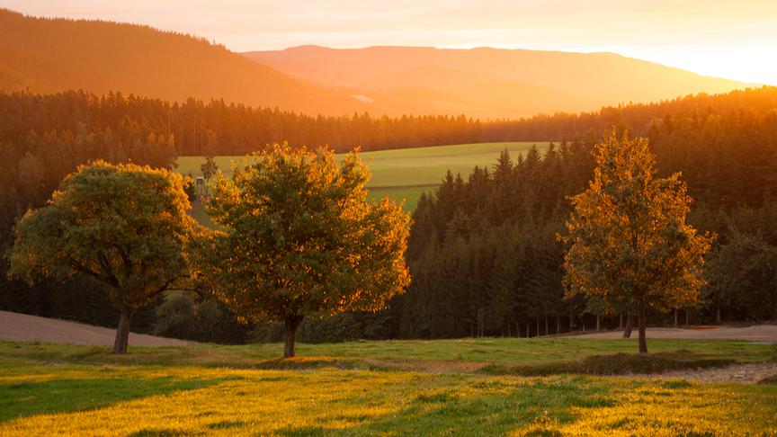 © Maria Fank Das goldene Licht der Herbstsonne. (Maria Fank)