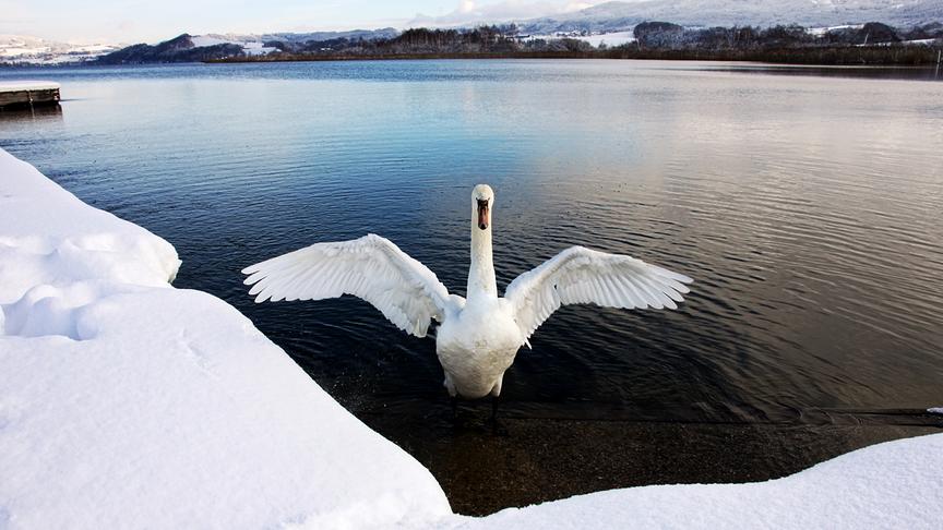 © Emma Sommeregger Heute hatte ich grosses Glück, dass ich wieder einmal einen Schwan mit ausgebreiteten Flügeln am Wallersee/ Salzburger Seenland fotografieren konnte. War ein schönes Erlebnis! (Emma Sommeregger)