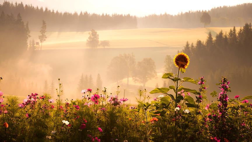 © Maria Fank Vom Sommer in den Herbst. (Maria Fank)