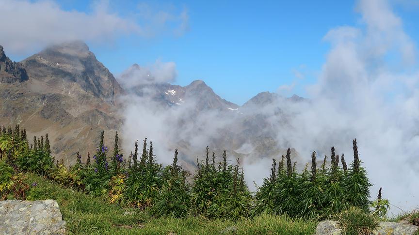 © Caro Guttner Wenn der Nebel am Morgen vom Debanttal aufsteigt. (Caro Guttner)