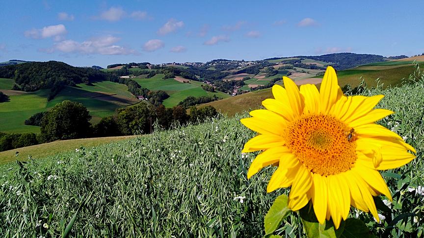 © Monika Adorjan Eine der letzten blühenden Sonnenblumen - im Hintergrund meine Heimatgemeinde Hochneukirchen in Niederösterreich. (Monika Adorjan)