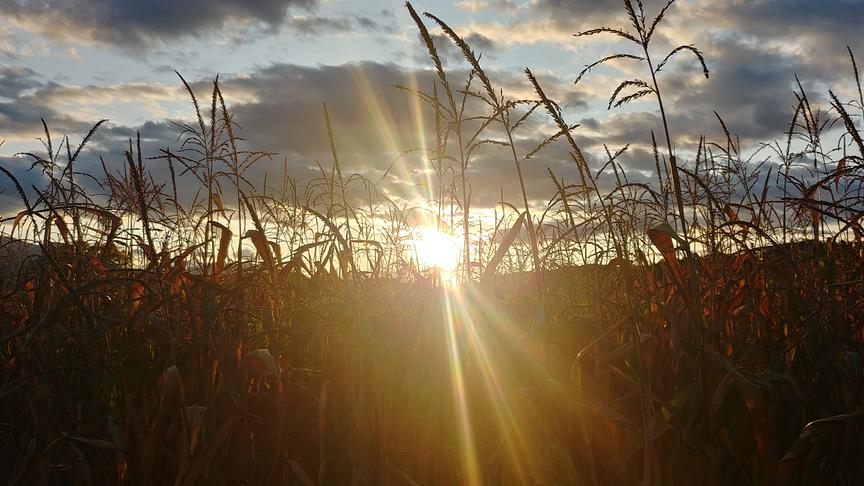 © Philipp Bratschun Maisfeld Sonnenuntergang. (Philipp Bratschun)