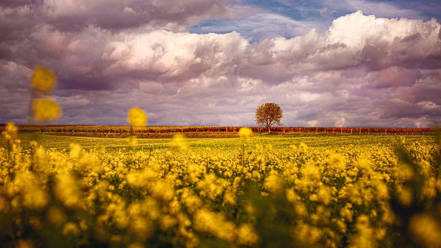© Christian Herwig Herbststimmung im Weinviertel. (Christian Herwig)