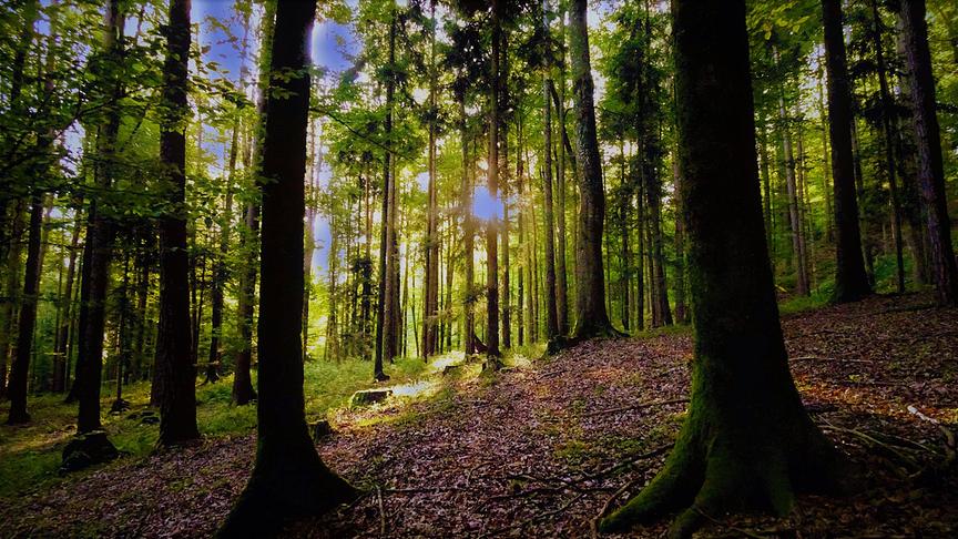 © Karl Zettelbauer Es ist doch vielleicht die schönste Jahreszeit - Wenn für viele schon als nächstes das Frühjahr wäre. (Karl Zettelbauer)