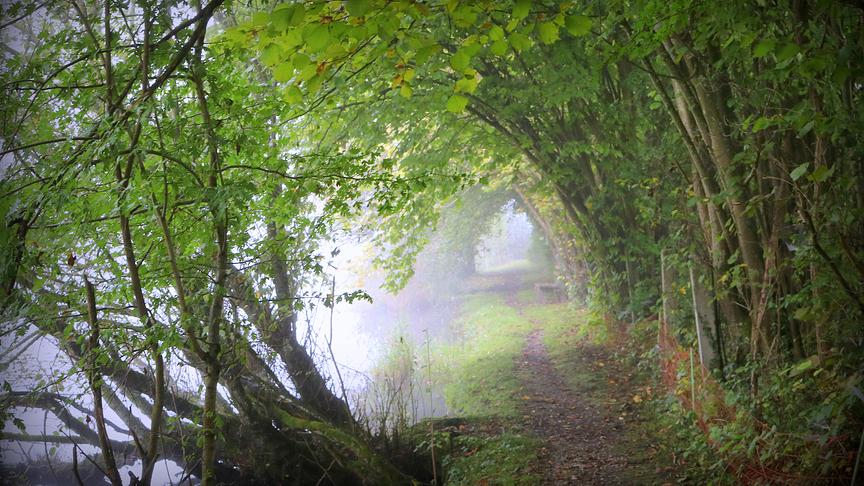 © Reinhard Weigel "Herbst-Tunnel" auf dem Rundweg um die Enknach im Tal in Braunau am Inn. (Reinhard Weigel)