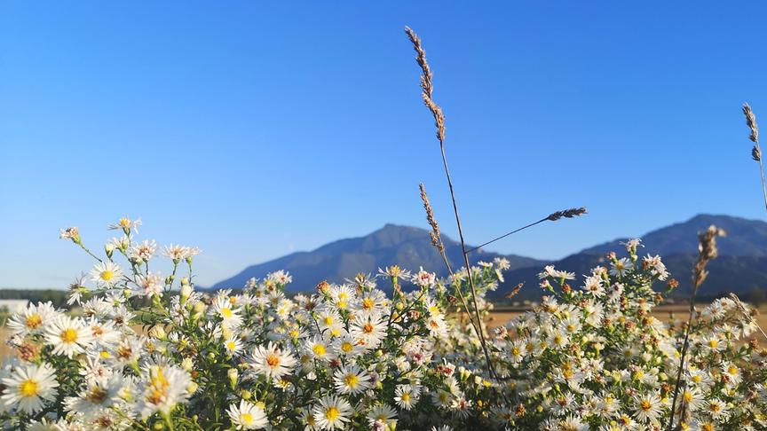 © Stefanie Prose Wolkenloser Himmel mit Ausblick auf die Petzen - ein wunderbarer Herbsttag in Eberndorf. (Stefanie Prose)