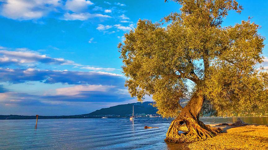 © Siegfried Schlager Faszinierende Silberweide am Ufer des Bodensees bei Bregenz. (Siegfried Schlager)