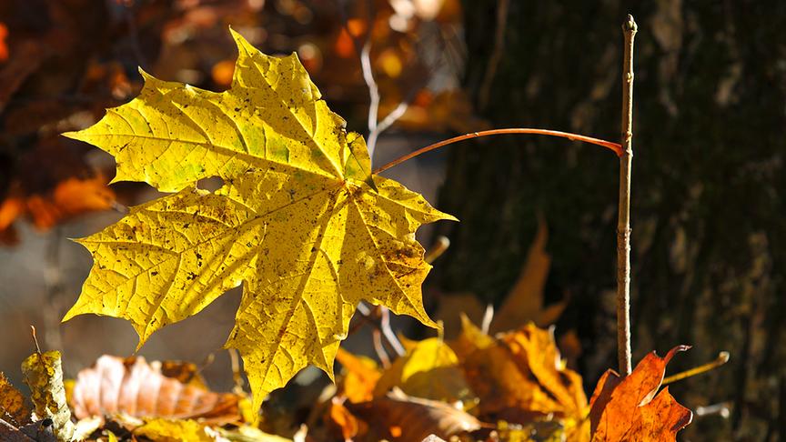 © Manfred Gasser Farben im Herbst. (Manfred Gasser)