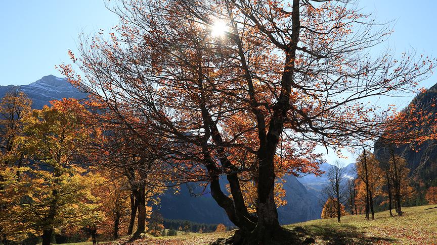 © Gerti Lagger Der einzigartige große Ahornboden im bunten Herbstfarben. (Gerti Lagger)