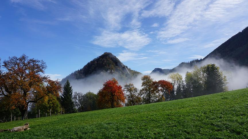 © Roland Wilflinger Wiese mit Kuh, herbstliche Bäume, Nebel, ein Berg namens Kreuzmauer. (Roland Wilflinger)