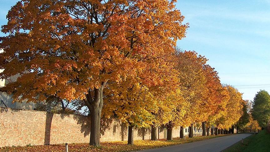 © Karl Perzi Allee im Herbst. (Karl Perzi)