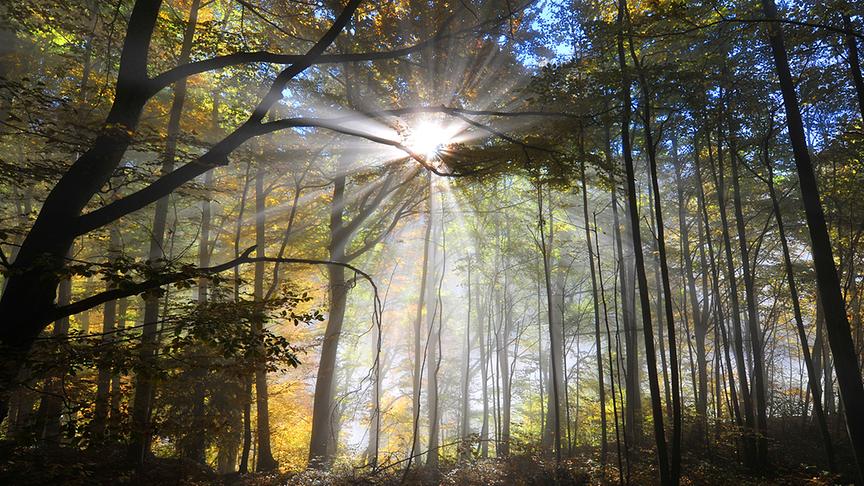 © Andreas Ender Wenn sich der Nebel am Morgen vom Bodensee aus über das Rheintal in Vorarlberg legt. Die Sonne kommt erst spät am Vormittag über die Berge - das geduldige Warten in der Nebelgrenze bei Hohenems hat sich in diesem Fall gelohnt. (Andreas Ender)
