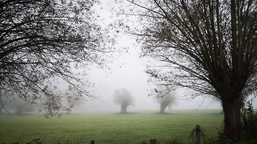 © Michaela Pluch ARGE Naturdenkmal Kopfweidenbestand bei Glanegg im Morgennebel. (Michaela Pluch)