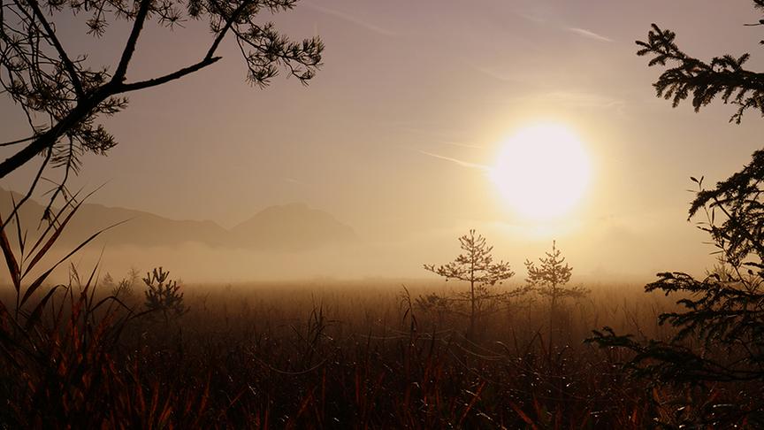 © Caro Guttner Morgens früh am Schilfgürtel am Presseggersee. (Caro Guttner)