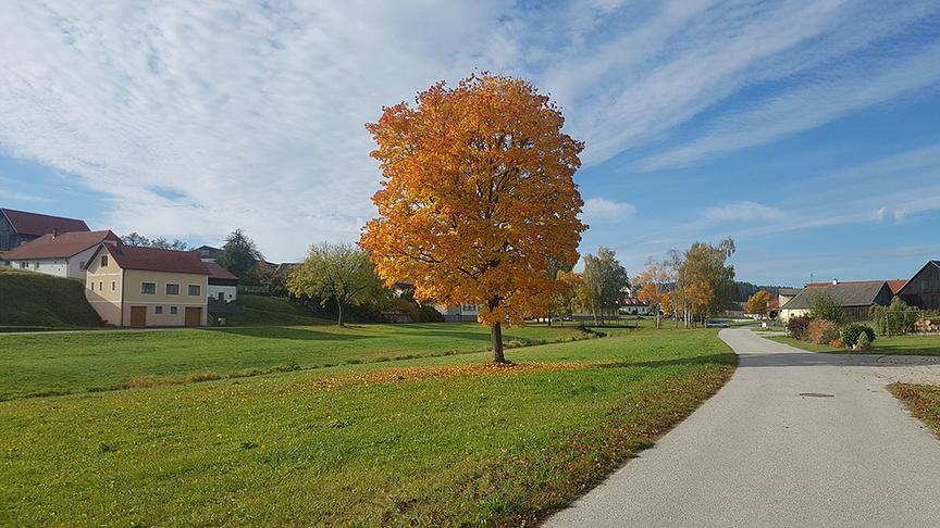 © Stefan Wally Ahornbaum am Dorfanger. (Stefan Wally)