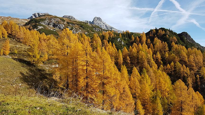 © Rudi Spitaler Färbung der Lärchen im Salzburger Lungau. (Rudi Spitaler)