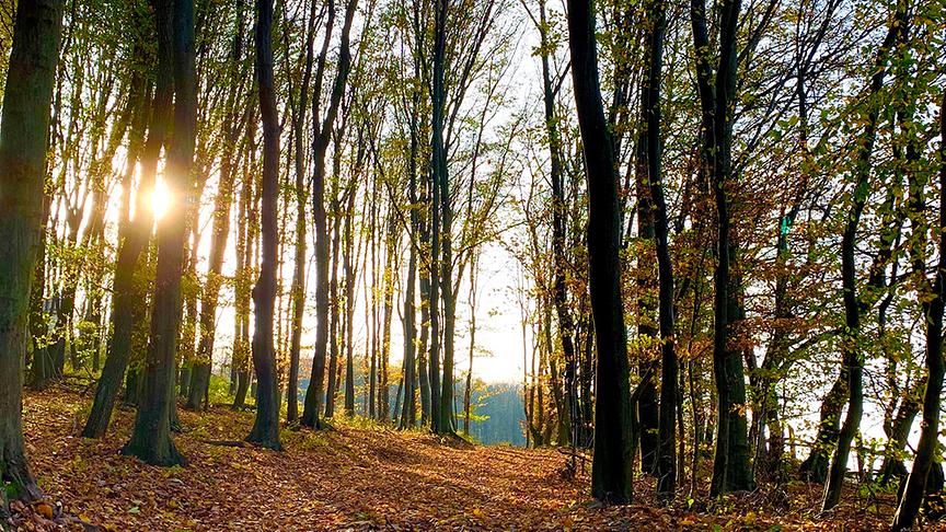 © Winkel Edgar Herbststimmung im Wienerwald am 01.11.2019. (Winkler Edgar)