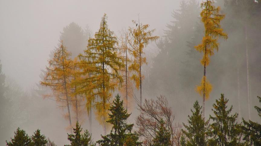 © Ingrid Grossauer Ein typischer Novembertag, heute Dienstag > der Nebel & Regen, ziehen über die Wälder von Selzthal. (Ingrid Grossauer)