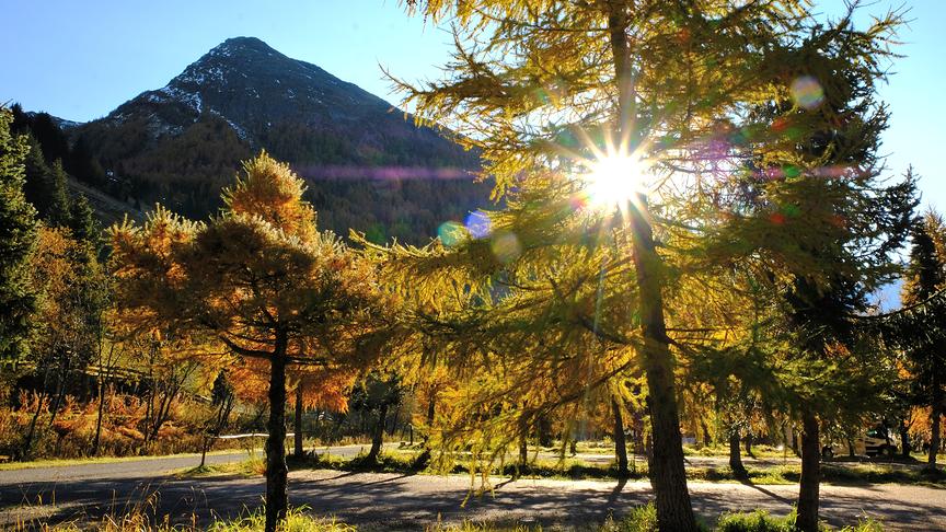 © Roberto Moresco Goldene Lärche in Osttirol. (Roberto Moresco)