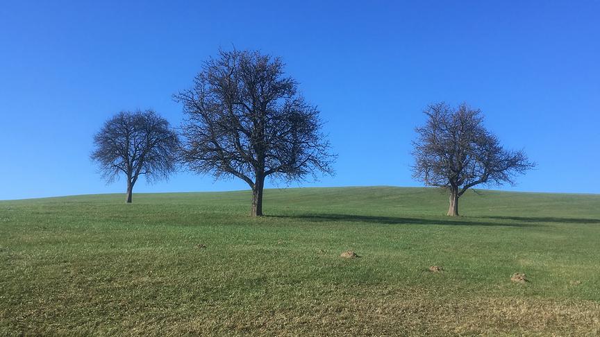 © Gerald Geppel Herbststimmung auf der Rudolfshöhe. (Gerald Geppel)