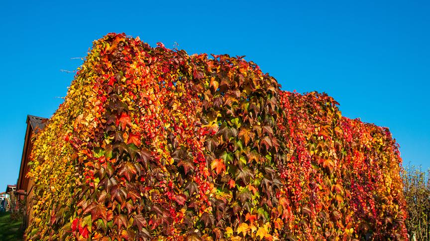 © Josef Mayrhofer Farbenpracht im November. (Josef Mayrhofer)