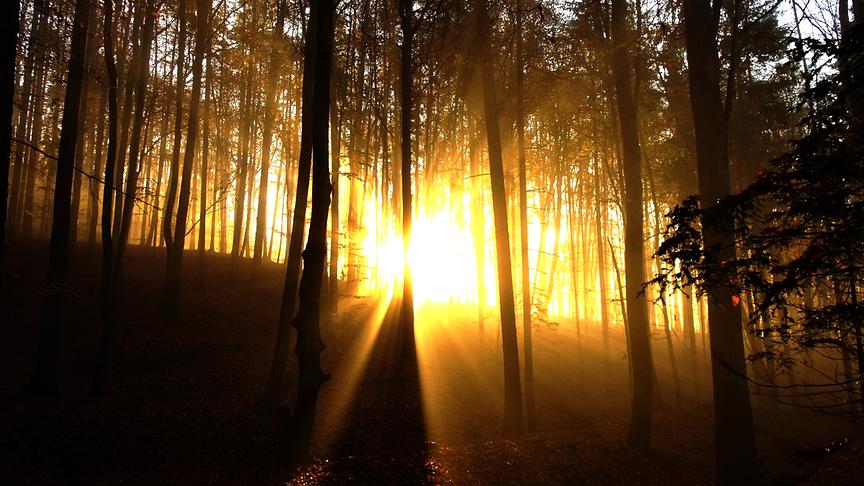 © Karl Zettelbauer Die Bäume brechen die Herbstsonnenstrahlen. (Karl Zettelbauer)