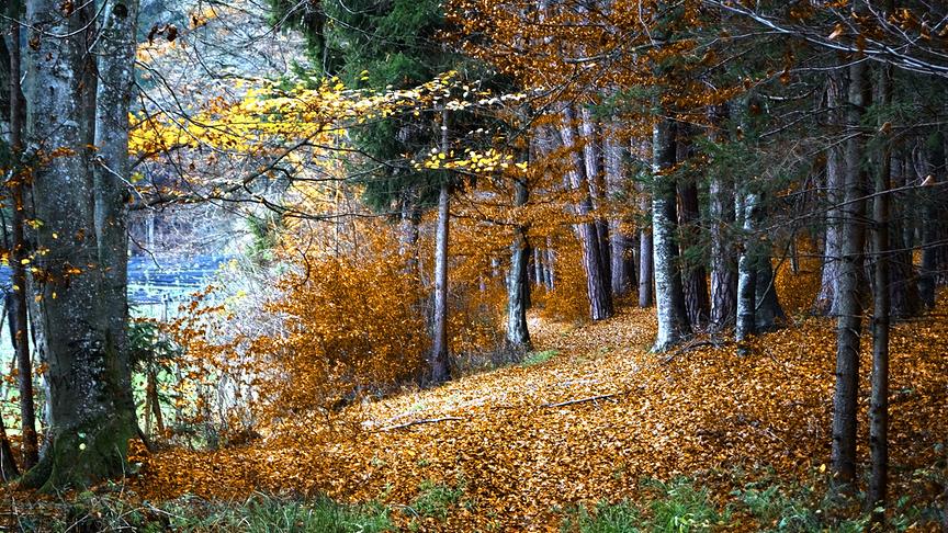 © Karl Zettelbauer Diesen Fleck wird bald der Schnee bedecken. (Karl Zettelbauer)