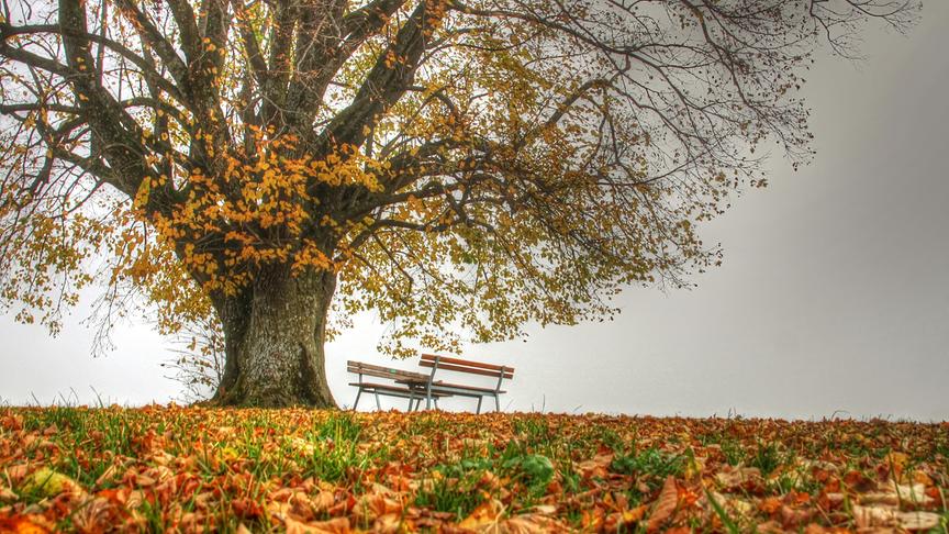 © Emma Sommeregger Herbstliche Aufnahme von einem Lindenbaum im Gemeindegebiet von Eugendorf/Salzburger Land. Rundherum war noch alles in Nebel gehüllt, obwohl es schon um die Mittagszeit war. (Emma Sommeregger)