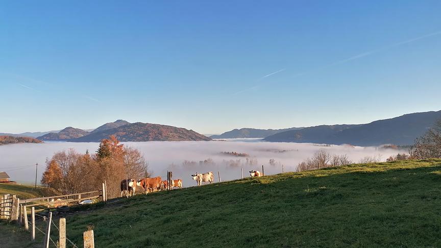 © Roswitha Bacher Über der Nebeldecke, Pöllau am Greim. (Roswitha Bacher)