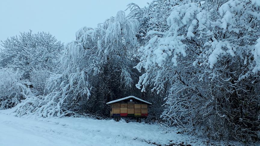 © Plackner Gertraud Bienenhütte eingerahmt von Haselnussstrauch Walnussbaum, Weide und Wildrose. (Plackner Gertraud)