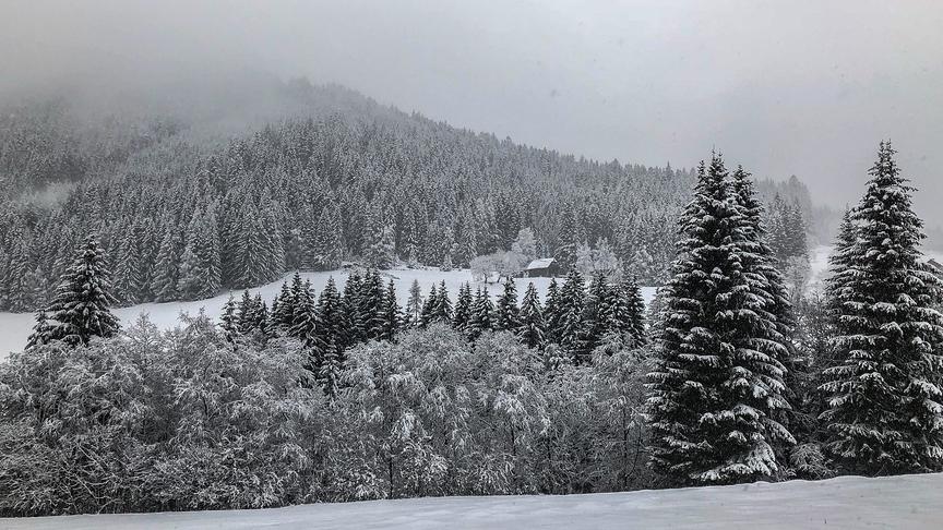 © Siegfried Schlager Winterworld - tief verschneite Bäume gibts zurzeit auf 1100 m Seehöhe auf der Kaiserau. (Siegfried Schlager)