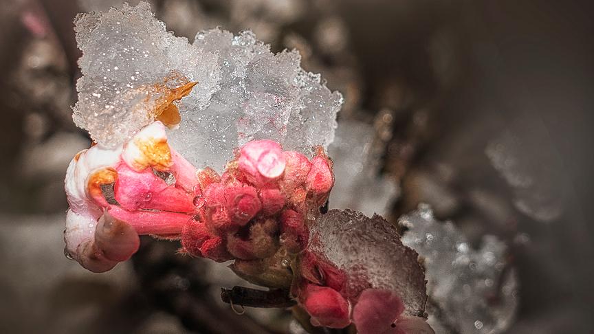 © Fuchshuber Friedrich Ein Strauch, der normalerweise Jänner Februar blüht, blüht jetzt schon, und es schneit gerade drauf. (Fuchshuber Friedrich)