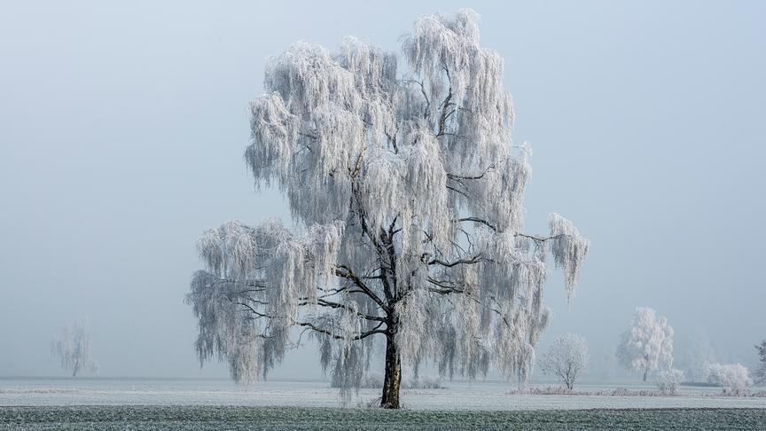 © Manfred Gasser Ein schöner Baum im Winterkleid. (Manfred Gasser)