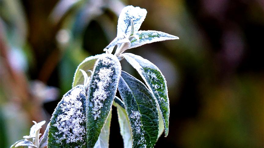 © Karl Zettelbauer Erster Morgenfrost. (Karl Zettelbauer)