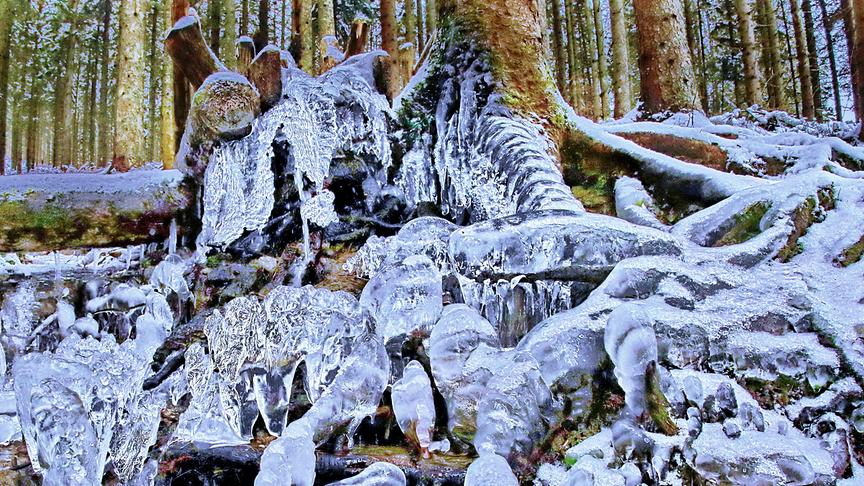 © Josef Polansky Die frostigen Nächte der letzten Tage bildeten in einem Quellbächchen am Alpl in der Waldheimat wünderschöne Eisskulpturen. (Josef Polansky)