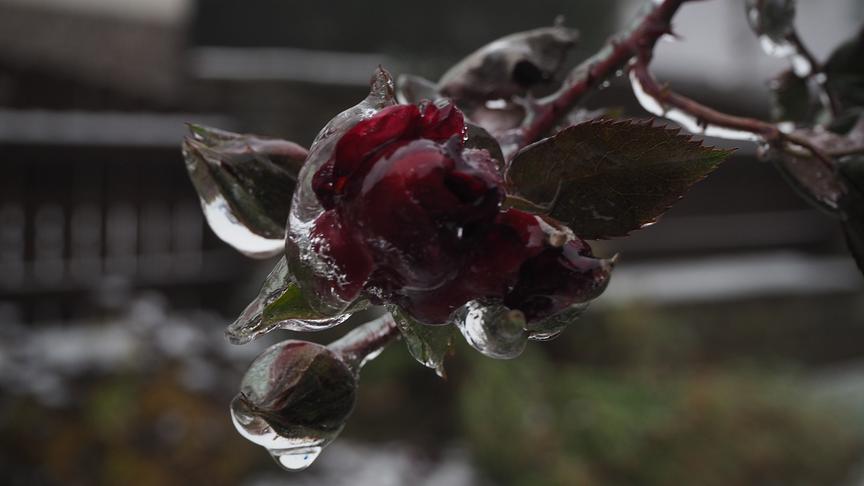© Gertrude Rohrhofer Morgentlicher Eisregen. (Gertrude Rohrhofer)