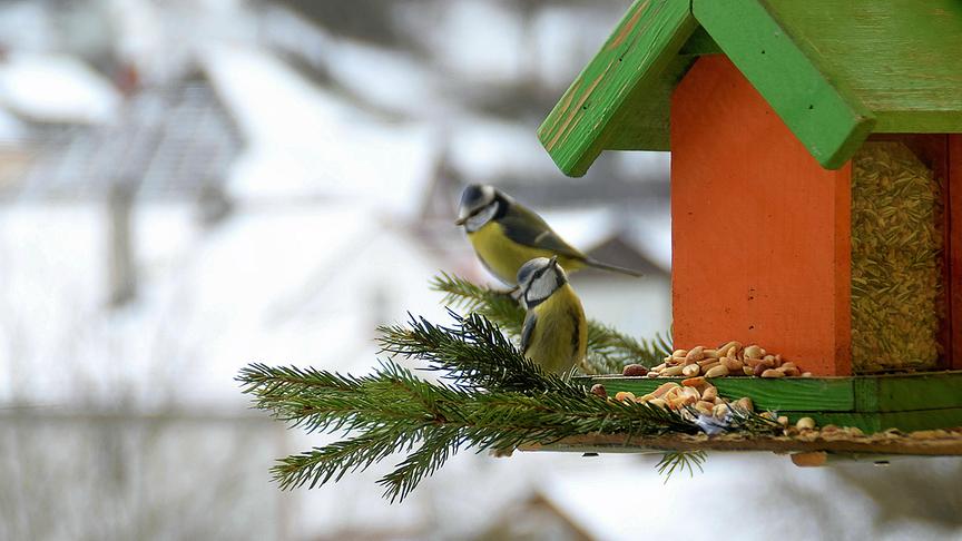 © Ingrid Grossauer Ein "Blaumeisen-Paar" am Vogelhaus, über dem verschneiten Selzthal. (Ingrid Grossauer)