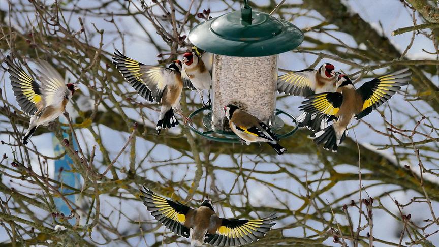 © Manfred Polansky Sieben auf einen Streich: immer zugleich kommt die Stieglitzfamilie zum Futterplatz und dann gibt es ein großes Gedränge. (Manfred Polansky)