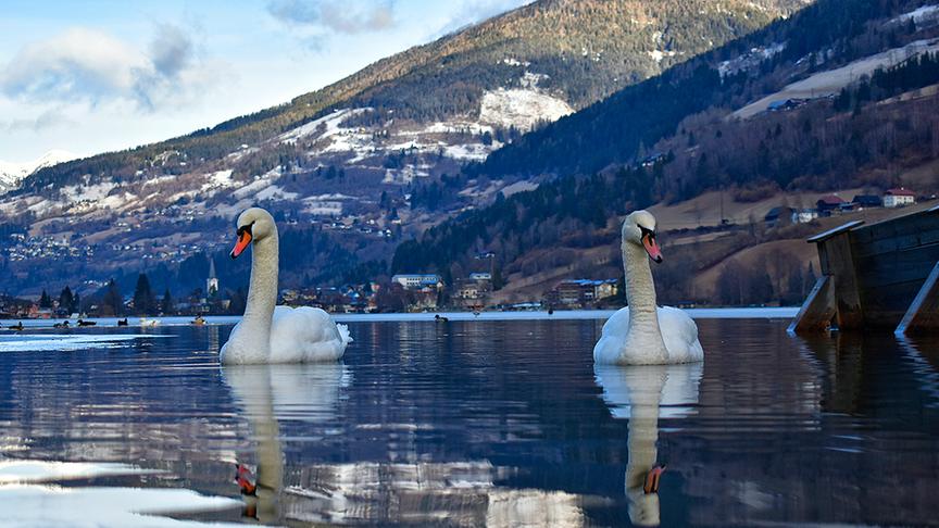 © Thomas Kaiser Die Schwäne genießen den offenen Bereich des teilweise zugefrorenen Brennsees. (Thomas Kaiser)