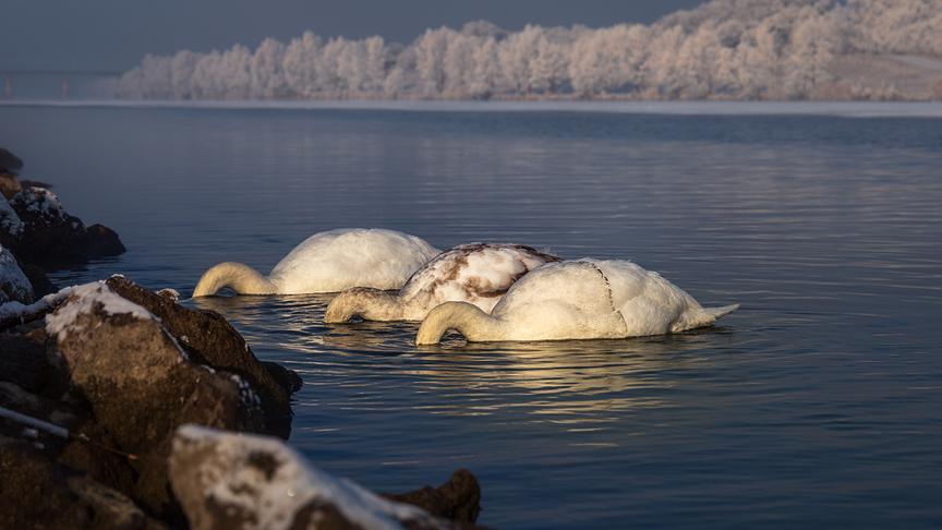 © Christian Herwig Donauinsel im Winter. (Christian Herwig)