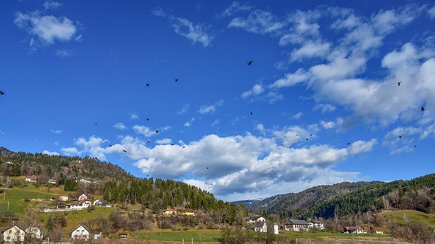 © Unterrainer Lydia Bei zu schönem Wetter einen Spaziergang gemacht, und dabei viele Krähen gesichtet. (Unterrainer Lydia)