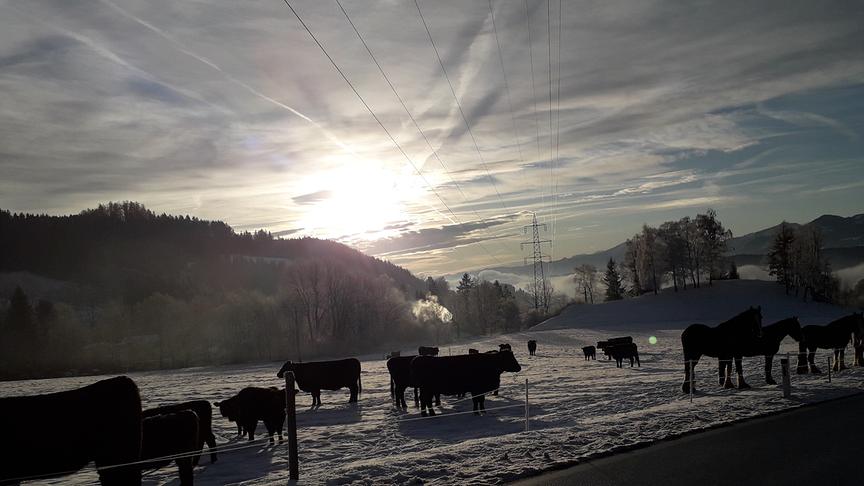 © Hans Ebner Angusrinder im Sonnenaufgang in Treffling, Gde Seeboden. (Hans Ebner)