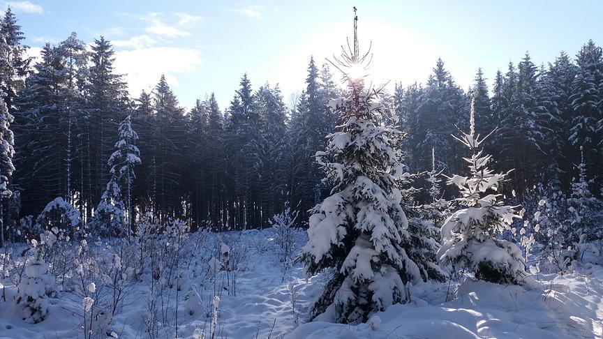 © Daniela Granner Eine erholsame Winterlandschaft im hohen Norden. (Daniela Granner)