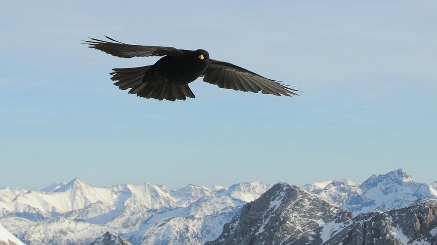 © Marion Friedberger Alpendohle am Dachstein. (Marion Friedberger)